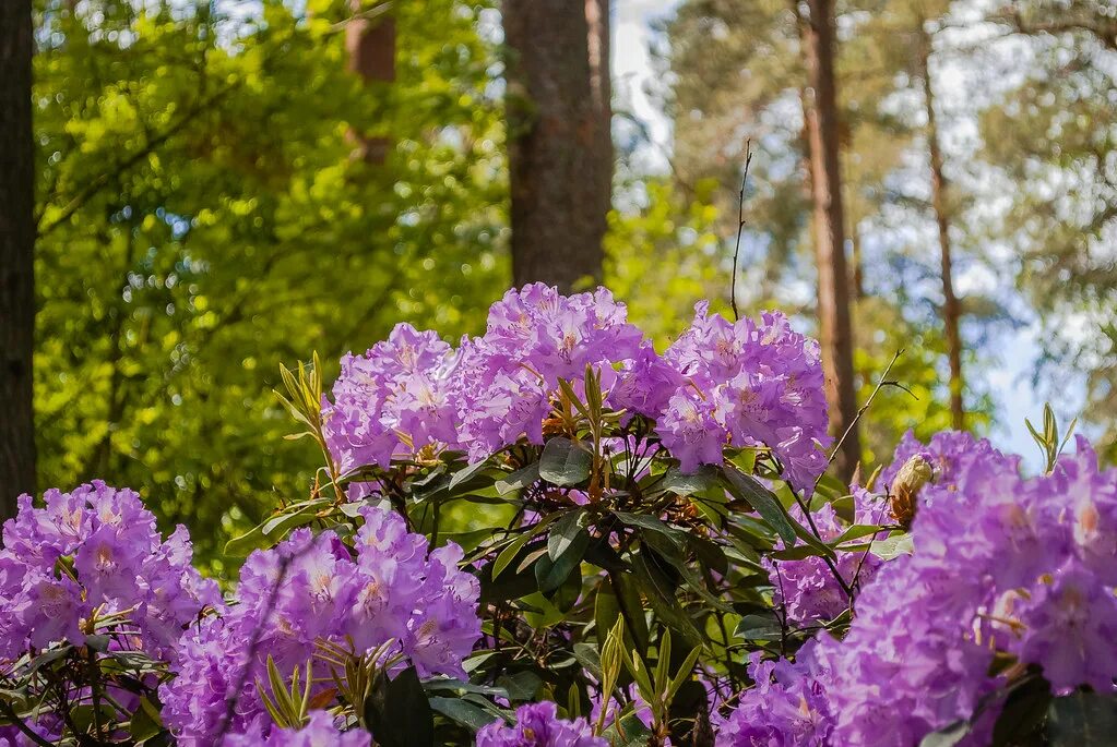 Сколько цветет рододендрон. Рододендрон цветение. Рододендрон отцвел. Рододендрон цветет соцветия стрелка. Babite Латвия рододендроны.