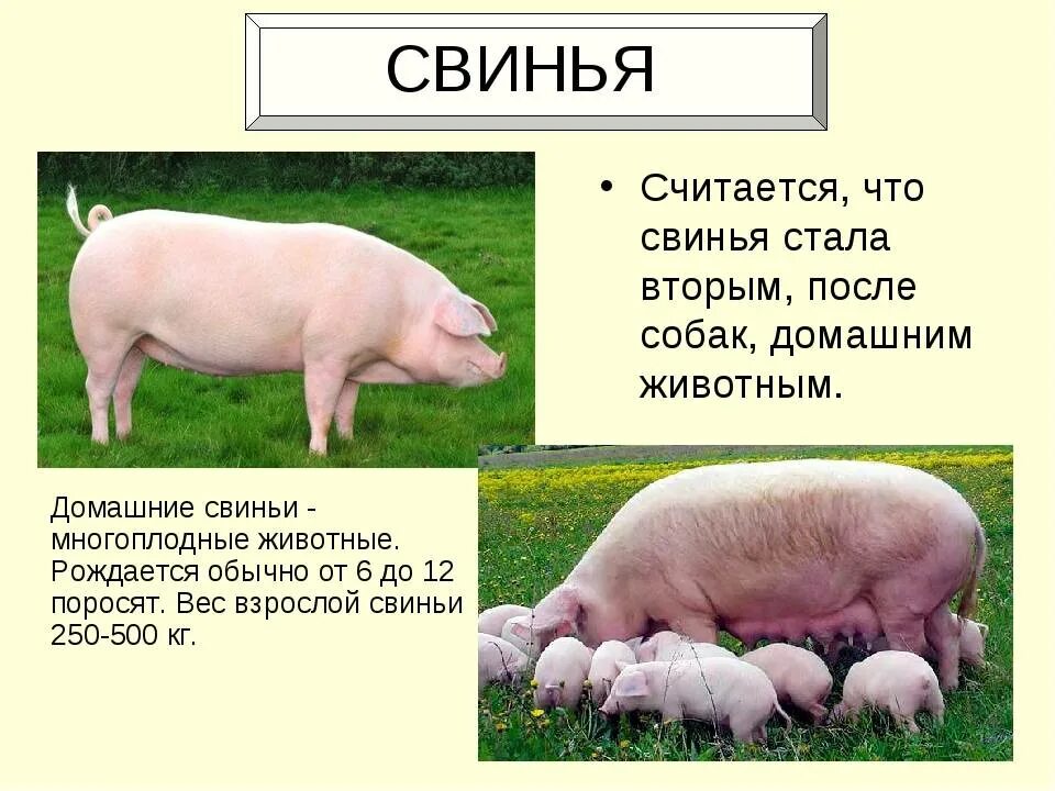 Продолжительность жизни свинки. Информация про домашних свиней.. Свинья для презентации для детей. Рассказ о свинье. Домашних животных свинья информация.