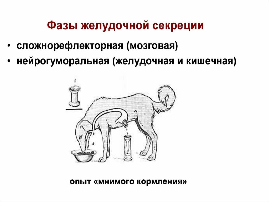 Фазы желудочной секреции. Сложнорефлекторная фаза желудочной секреции схема. регуляция желудочной секреции фазы желудочной секреции. фазы желудочной секреции схема. рефлекторная фаза секреции желудочного сока.