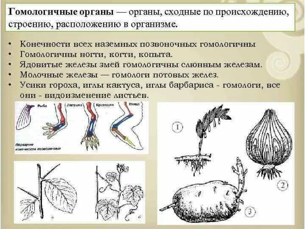 Пример аналогичного явления у животных. Гомологичные органы это биология 9 класс. Гомологичные органы растений цветы. Гомологичные органы у растений и животных. Гомологичные и аналогичные органы растений и животных.