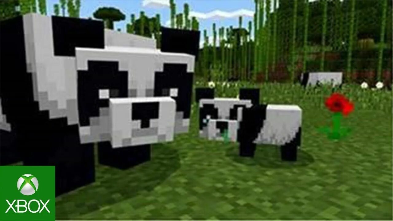 9pandas entity 9pandas entity 2025 10 13