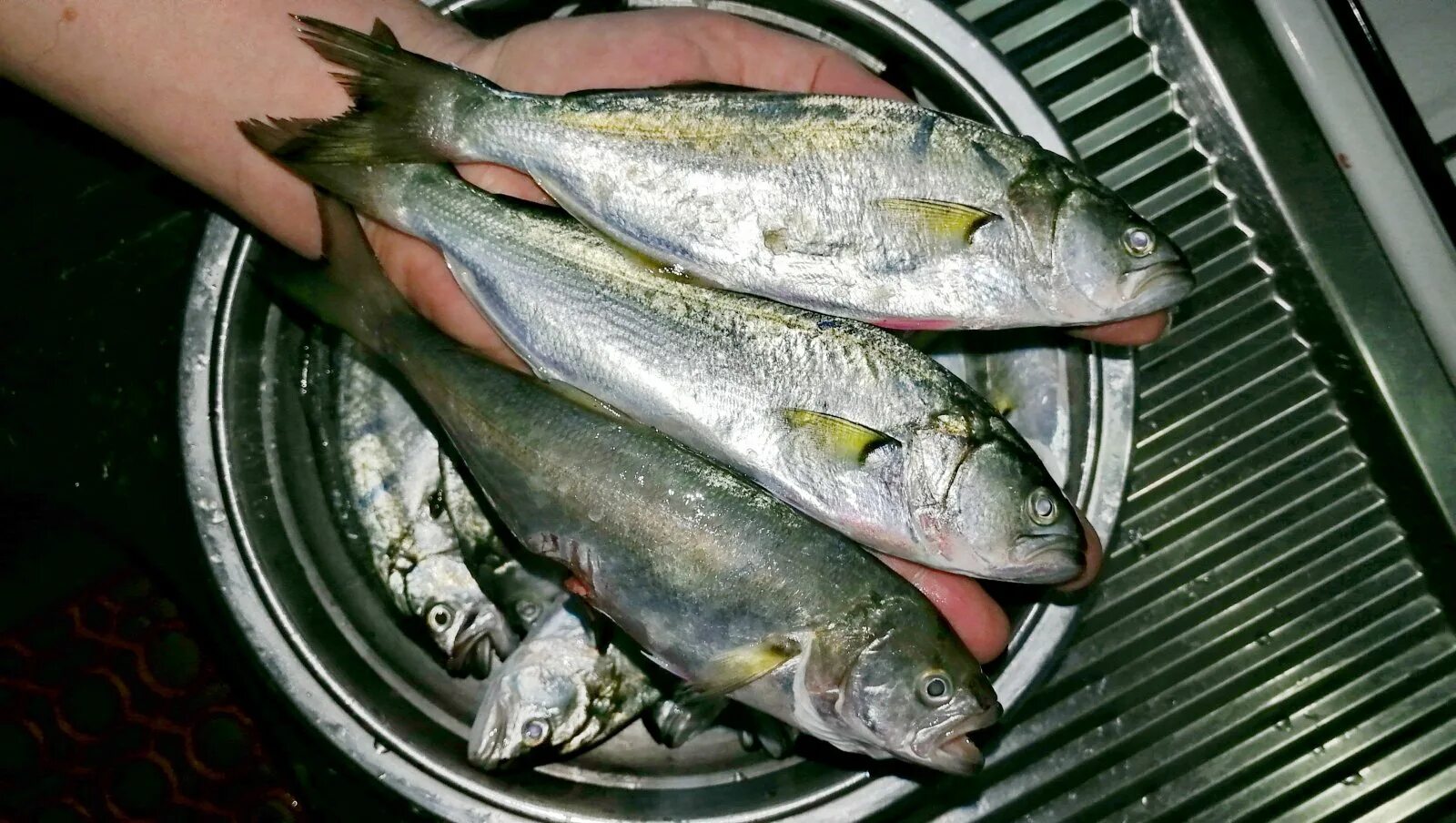 Pomatomus saltatrix - Bluefish -- Sighted: Liberty State Park, NJ Bluefish, Fish