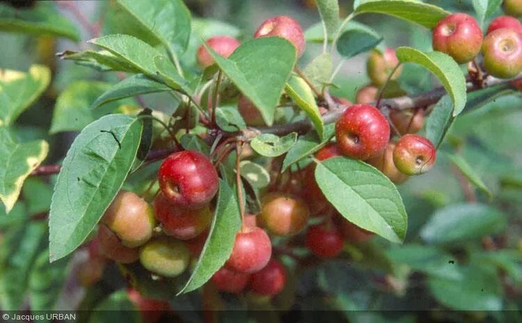 Malus floribunda. Яблоня декоративная флорибунда. Malus floribunda/малус флорибунда. Яблоня флорибунда