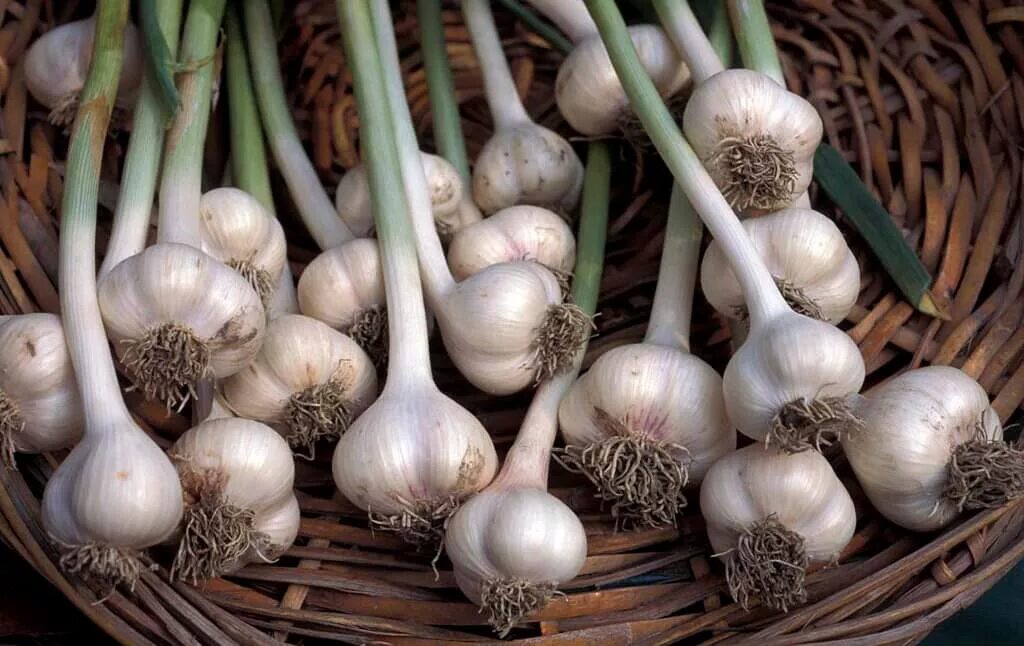Зимний чеснок. Куда использовать чеснок. Чеснок растение. Чеснок растет. Чеснок посевной – allium sativum l.