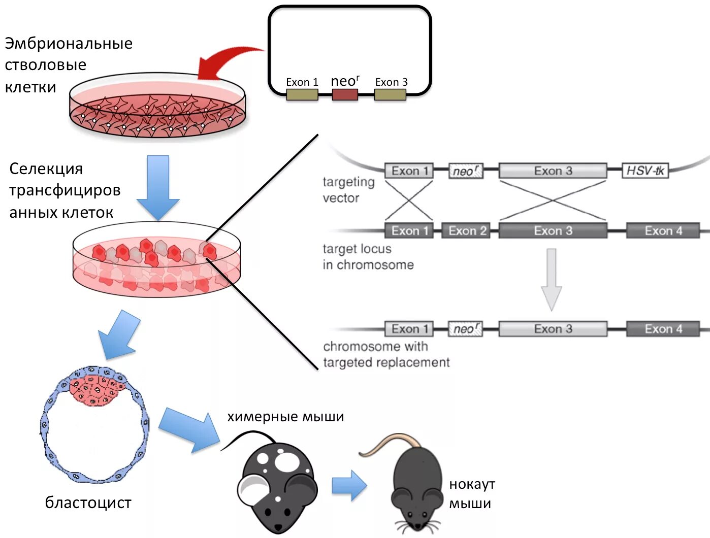 1)Эмбриональные стволовые клетки -. Эмбриональные стволовые клетки мыши. Метод эмбриональных стволовых клеток. Схема культивирование стволовых клеток это.