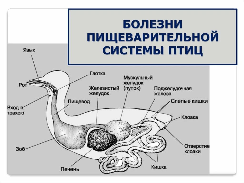 Строение пищеварительной системы голубя. Схема пищеварительной системы голубя. Пищеварительная система птицы голубь. Органы пищеварения птицы схема. Пищеварительная система класса птиц