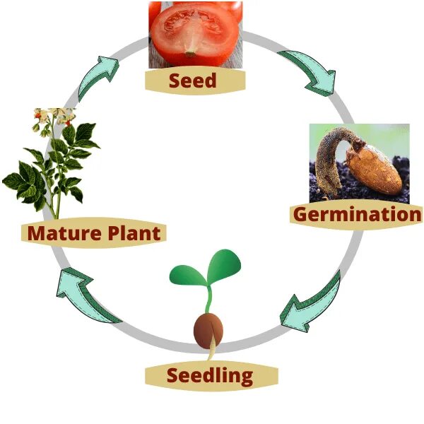 Plant Life Cycle for Kids. Циклы растений. Plant Life Cycle germination. The Plant Life Cycle Stages. Plant cycle