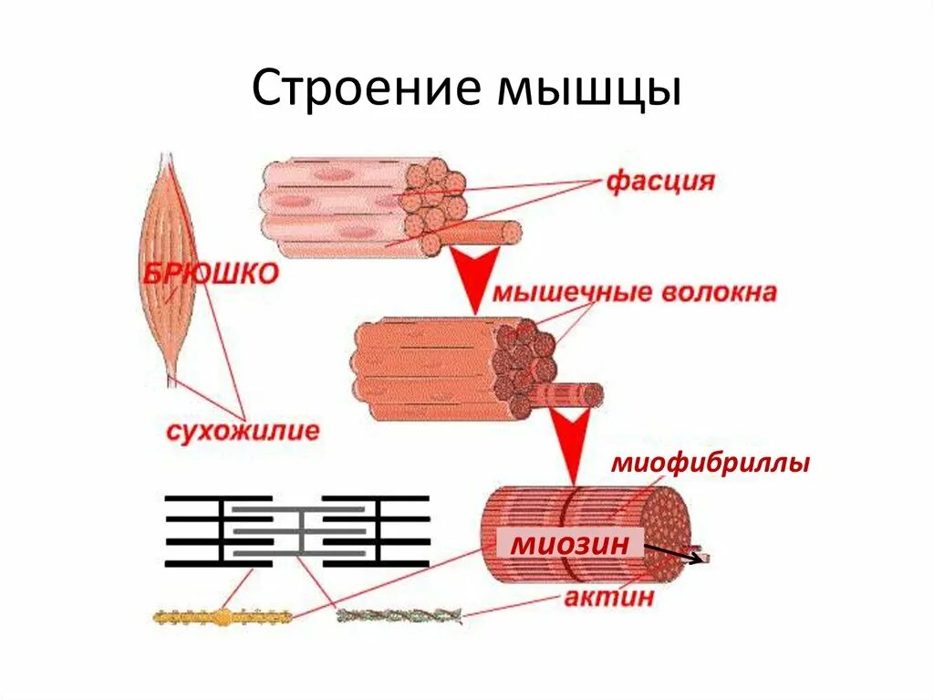 Мышечное волокно это. Строение мышцы актин. Строение мышечных волокон актин. Внешнее строение мышцы. Строение мышцы брюшко.