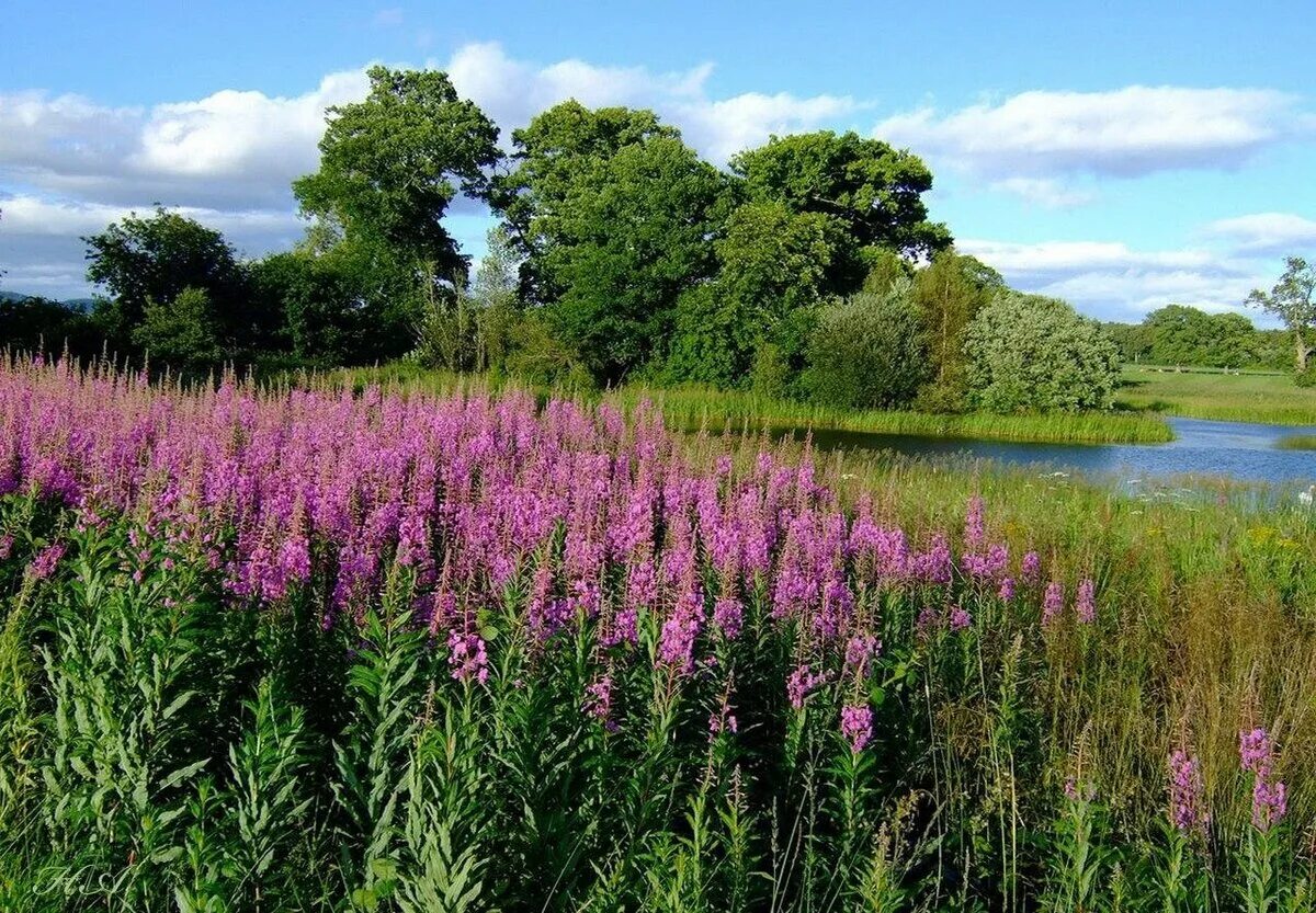 Растения га. Кмин щетинистый. Трава медонос иван чай. Drosera (дрозера) росянка круглолистная. Люпин луговой.