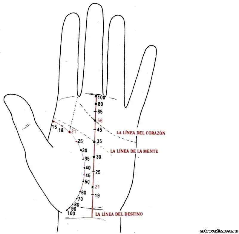 Линия жизни Датировка хиромантия. Возраст по линии судьбы хиромантия. Хиромантия линия жизни Возраст. Хиромантия Возраст на линии судьбы.