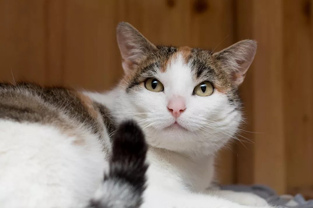 Кошечка муся. Кошечка муська. Муся кошка муся. Муся. Кошка муся фото.