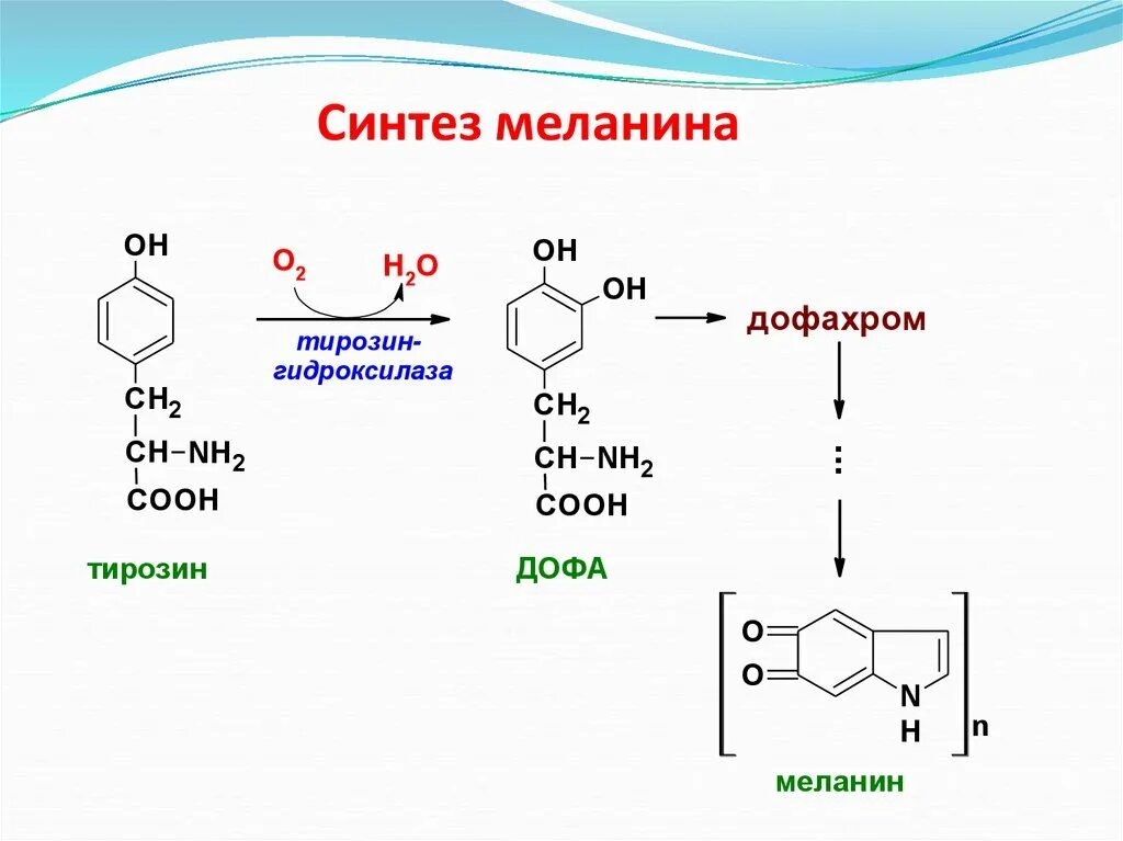 Синтез Дофа из тирозина. Меланин ДОФАХРОМ тирозин. Тирозина в Дофа реакция. Тирозин тирозин Дофа.