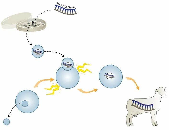 Как клонировать данные. Как клонировать данные. Клонирование вид резервного копирования. Клонирование данных. Как создать репозиторий.