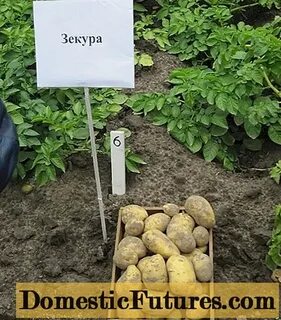 Картофель зекура характеристика сорта
