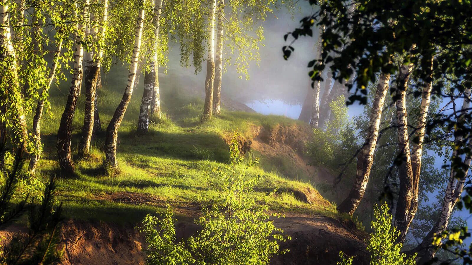Хорошо и привольно летом в лесу. Березовая роща на Руси. Дубовая роща в Тарханах. Утро в лесу. Пейзажи России.