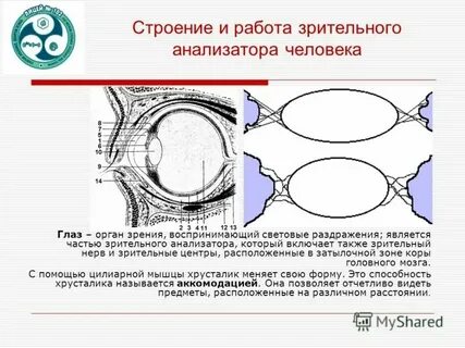 Ядра зрительного анализатора