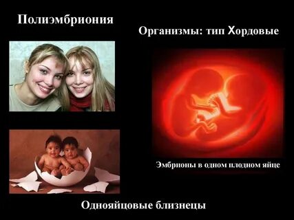 Полиэмбриония размножение