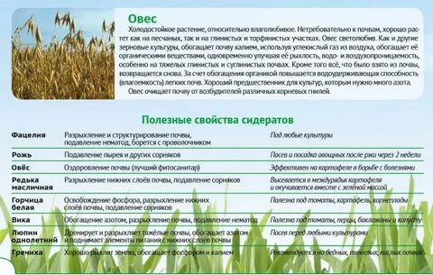 Какие сидераты можно сеять осенью