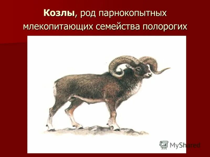 парнокопытные млекопитающие гималаях семейства полорогих