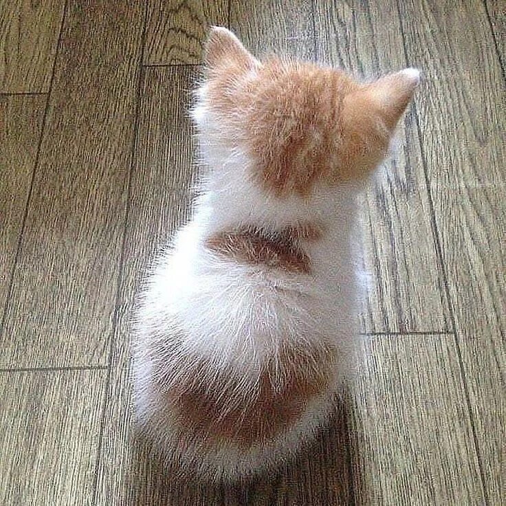 Сидит дуется