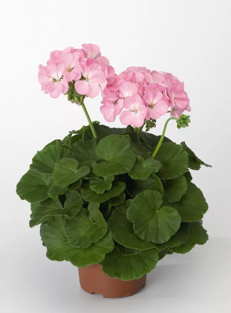 пеларгония зональная ринго. пеларгония ринго. пеларгония йитка f1 4 шт. пеларгония ringo 2000 salmon. пеларгония ринго 2000.