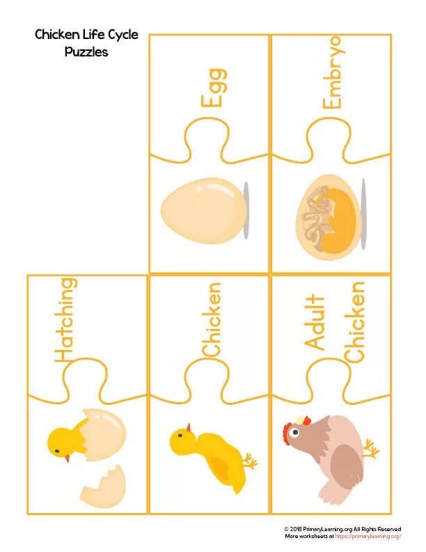 Пазл chicken. Life cycle игра. цикл пазл. snail&#039;s life cycle in 2nd grade.