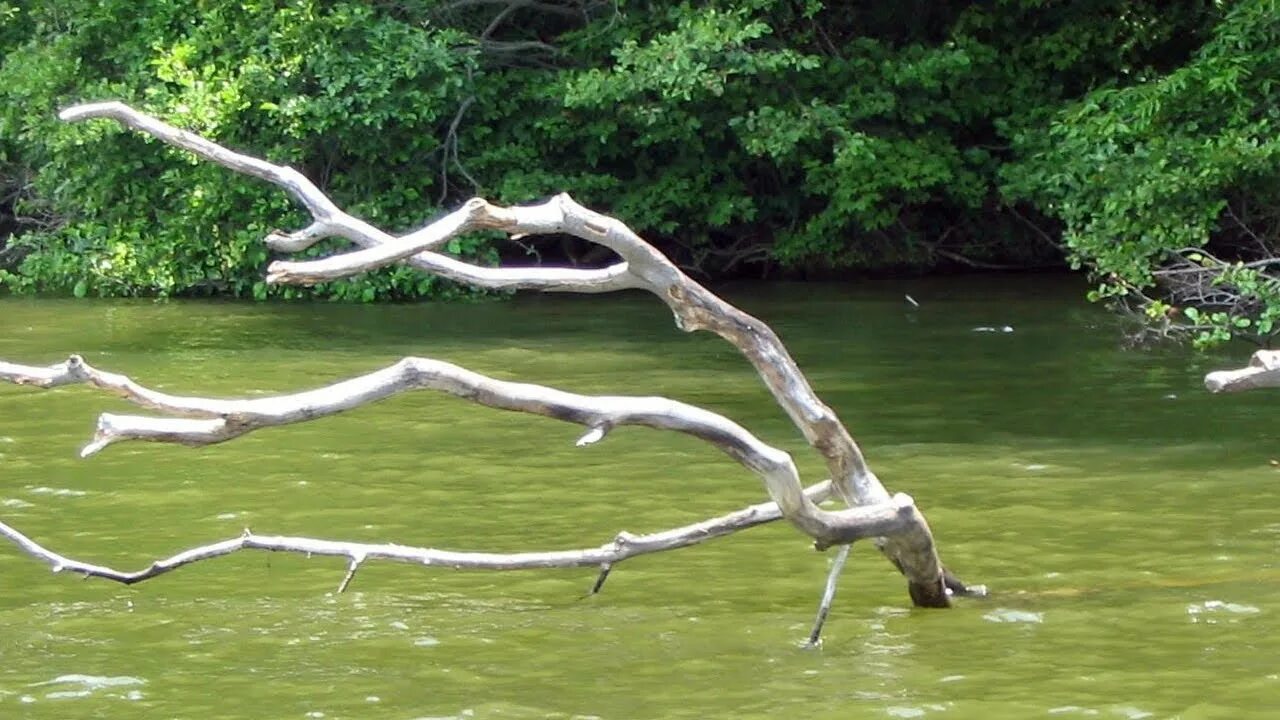 Коряга в реке. Коряга на берегу реки. Коряжник в реке. Коряга в воде.