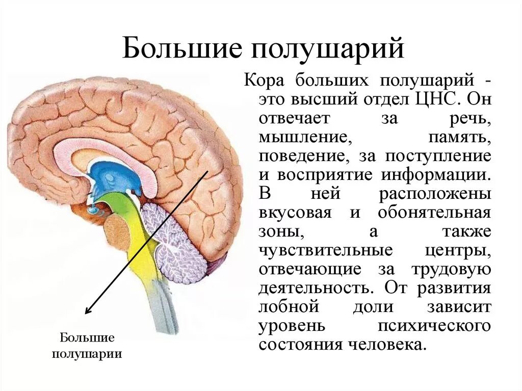 Кора больших полушарий. Человек имеет кору больших полушарий. Префронтальные отделы коры больших полушарий. Строение древней коры головного мозга. Теменная доля коры головного мозга.