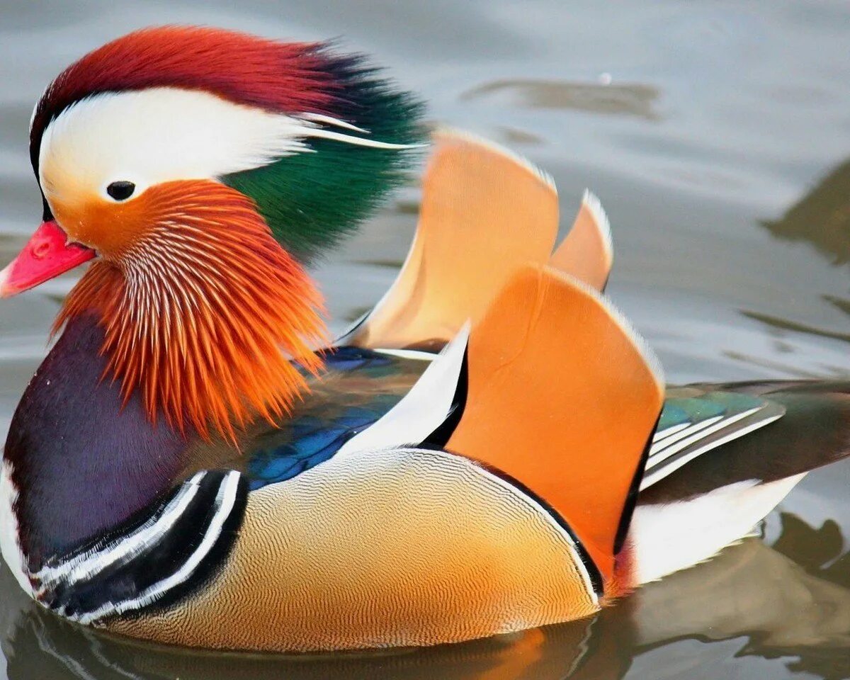 Золотой фазан хвост. Тераторнис мерриама. Какая самая 1 птица. Пеликан мешконос. Ширококрылый колибри.