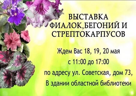 Выставки фиалок в спб в 2024 году