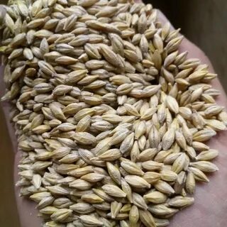 Продам зерно авито