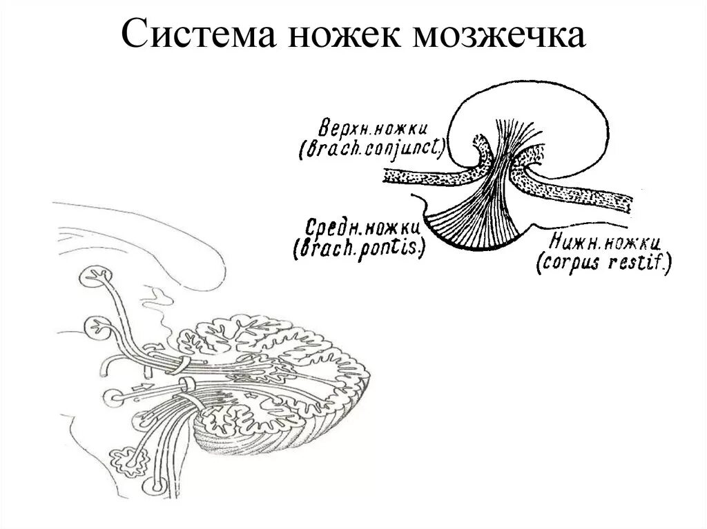 Средние ножки мозжечка. Верхние ножки мозжечка латынь. Ножки мозжечка схема анатомия. Мозжечок боковой срез ножки мозжечка. Нижние ножки мозжечка.