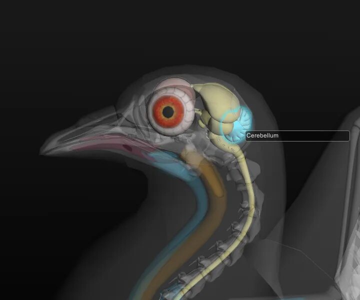 Класс птицы мозг. Нервная система система птиц. Нервная птица. ЦНС птиц. Центральная нервная система птиц.