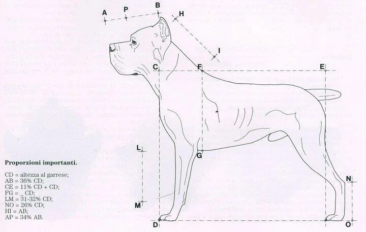 стаффордширский терьер стандарт. вес кане корсо в 5 месяцев. характеристика собаки американский стаффордширский терьер. американский стаффордширский терьер вес. американский стаффордширский терьер и бультерьер.