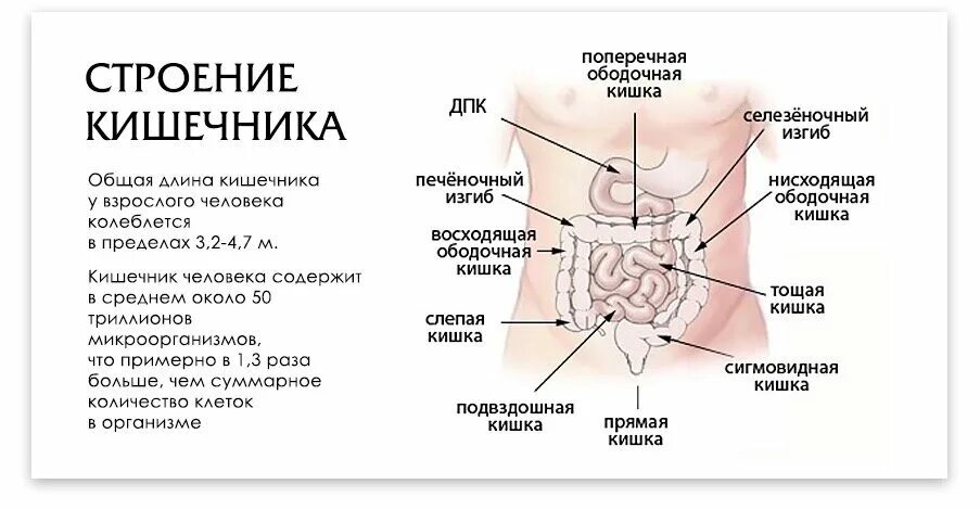 Кишечник справа внизу