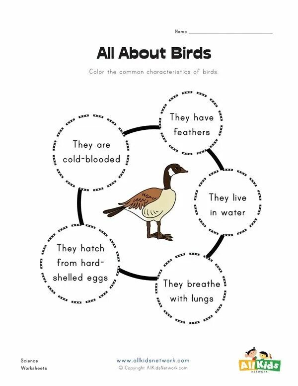 Birds Worksheets for Kids. Birds tasks for Kids. Птицы на английском. Birds in English for Kids Worksheet.