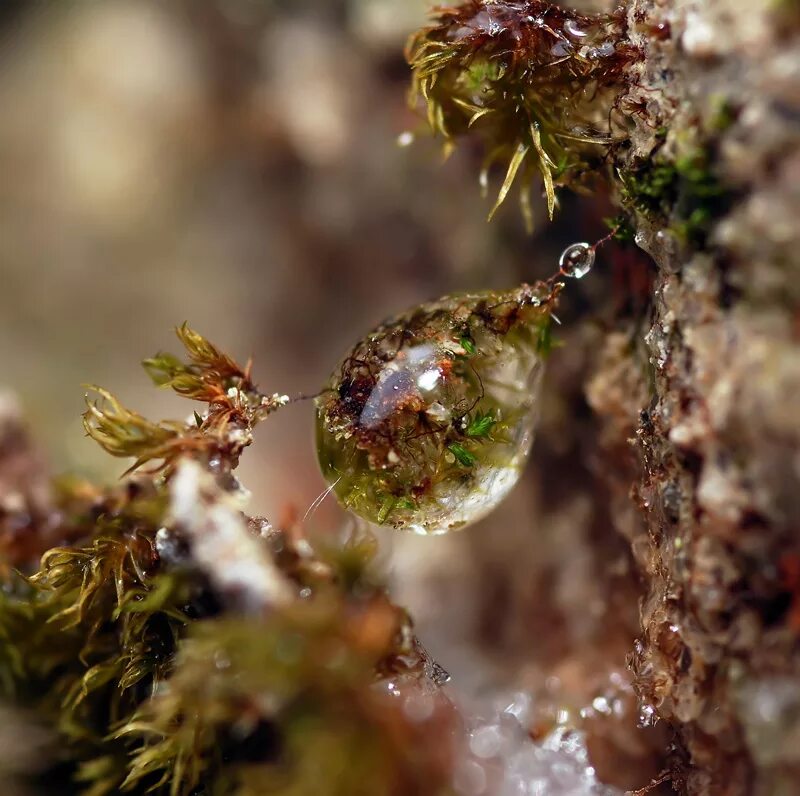 микромир леса. микромир фото природы. макросъемка природа. микромир природа. осенние краски макромир.
