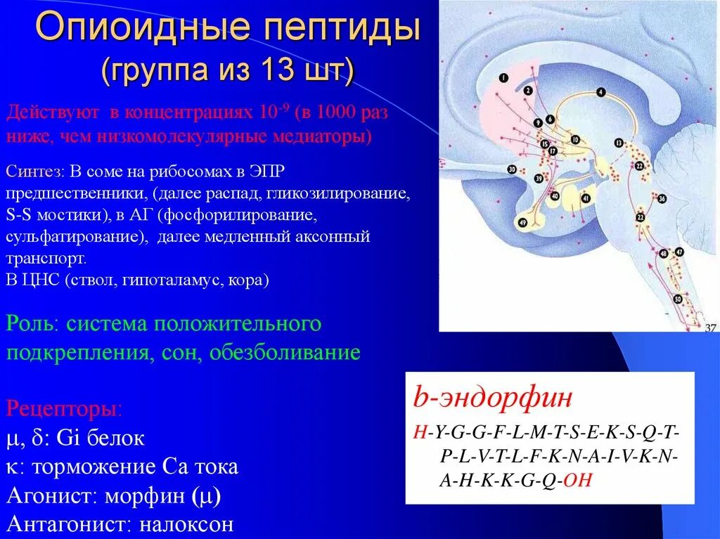 Рибосомы синтез полипептида. Механизм действия опиоидных пептидов. эндогенные опиоидные пептиды. опиоидные нейропептиды. синтез опиоидных пептидов.