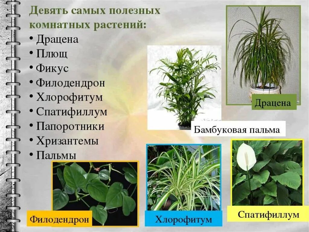 Домашние цветы опасные для людей. Полезные комнатные растения. Комнатные растения названия. Полезные комнатные растения названия. Самые полезные комнатные растения.
