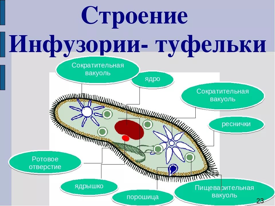 Инфузория туфелька вакуоль. Инфузория туфелька сократительная вакуоль. Схема строения инфузории туфельки. Строение инфузории туфельки. Жизнедеятельности инфузории туфельки