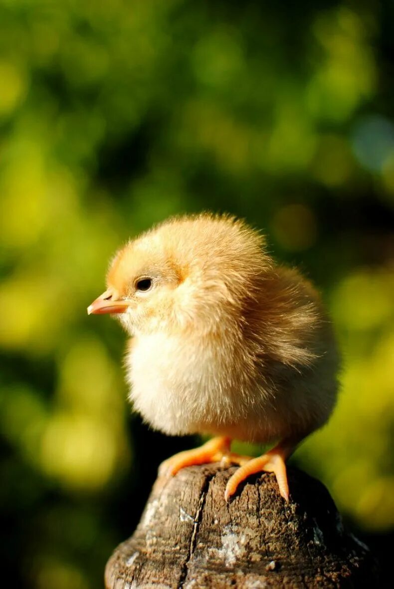 Маленькие цыпы. Цыпленок. Маленькие цыплята. Цыпленок желтенький. Пушистый цыпленок.