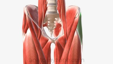Pelvic Girdle and Gluteal Region 