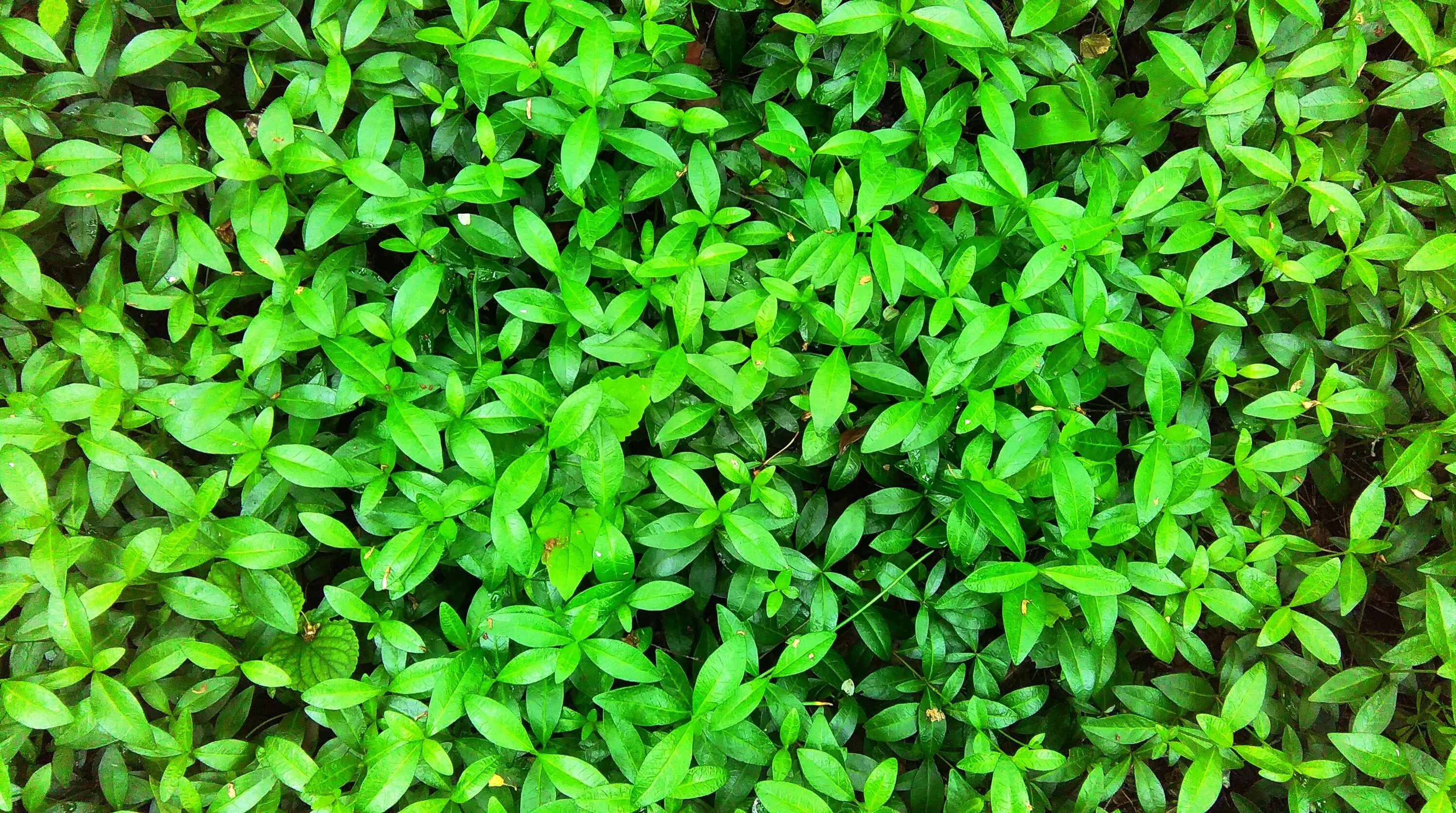 Трава с маленькими листьями. Мелкие листья. Мелкая трава. Мелкие зеленые цветы. Мелкие листочки.