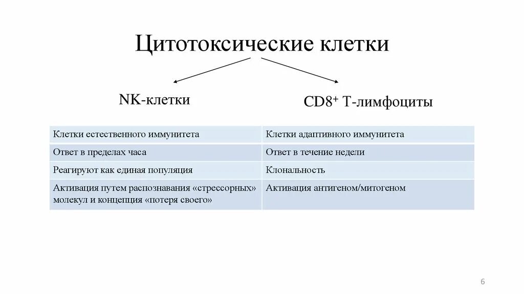 Циоотоксичечкие лктеи. Цитотоксические клетки. Cd8 цитотоксические лимфоциты. Цитотоксические т клетки