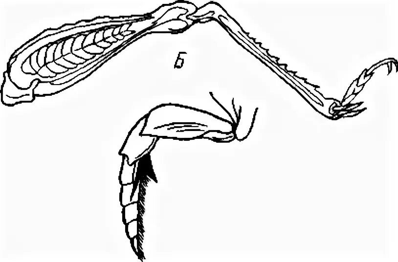 Тип конечностей у кузнечика. Конечности плавунца. Конечности жука плавунца. Рычаг конечностей насекомых. Конечности пчелы и кузнечика ласты дельфина
