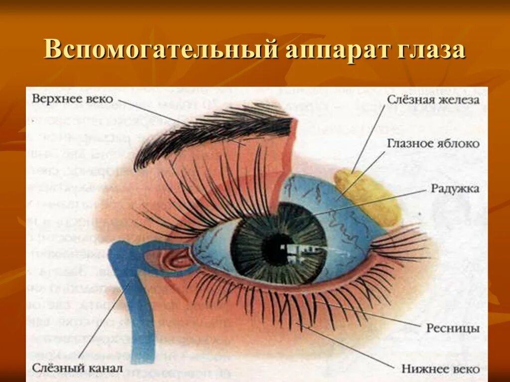 Элементы глаза. Внешнее строение глаза человека. Внешнее строение глаза человека схема. Строение глаза человека анатомия.