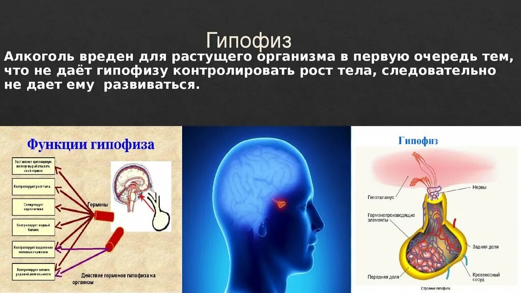 Гипофиз. Строение гипофиза человека. Где находится гипофиз. Гипофиз воздействие.