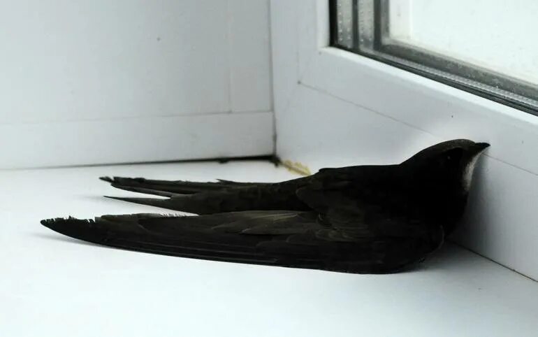 Птица залетела в квартиру. Черный Стриж залетел в окно. Птица Стриж залетела в окно. Ласточка черная. Стриж птица.