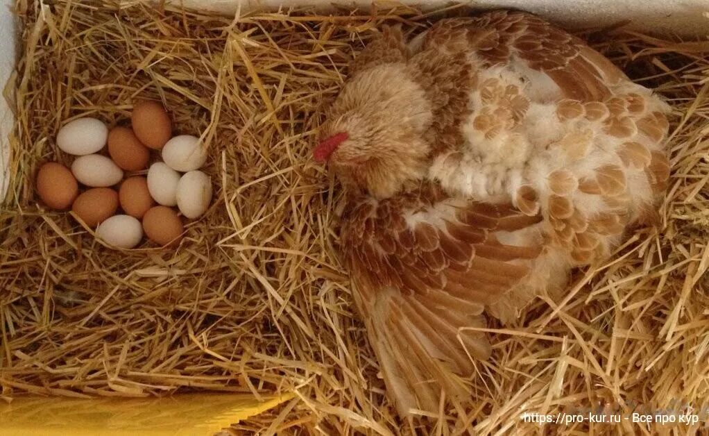 Сколько дней высиживают куры. Наседка курица высиживает яйца. Курочка высиживает цыплят. Курочка в гнезде. Гнездо для квочки.