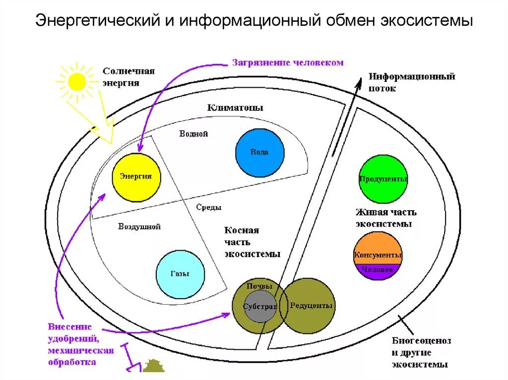 Информационный обмен человека. Строение экосистемы (по н.ф. реймерсу). экосистема биогеоценоз структура экосистемы. структура экосистемы схема. энергетический и информационный обмен экосистемы.